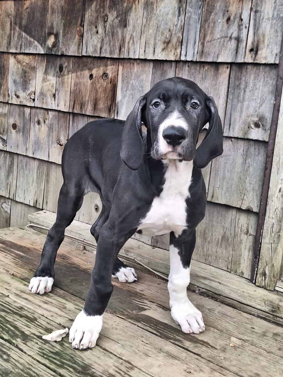 Great Dane puppies for sale image 3