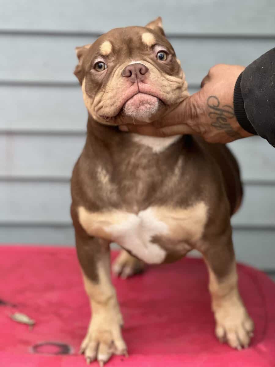 5 month pocket female image 5