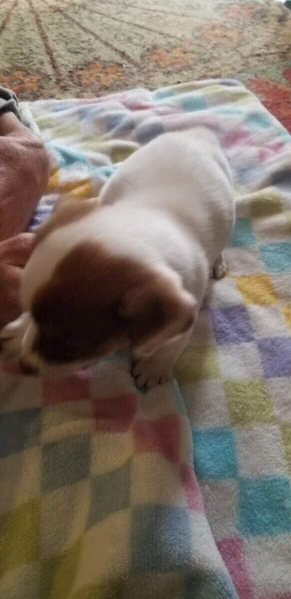 Jack Russell for sale image 2