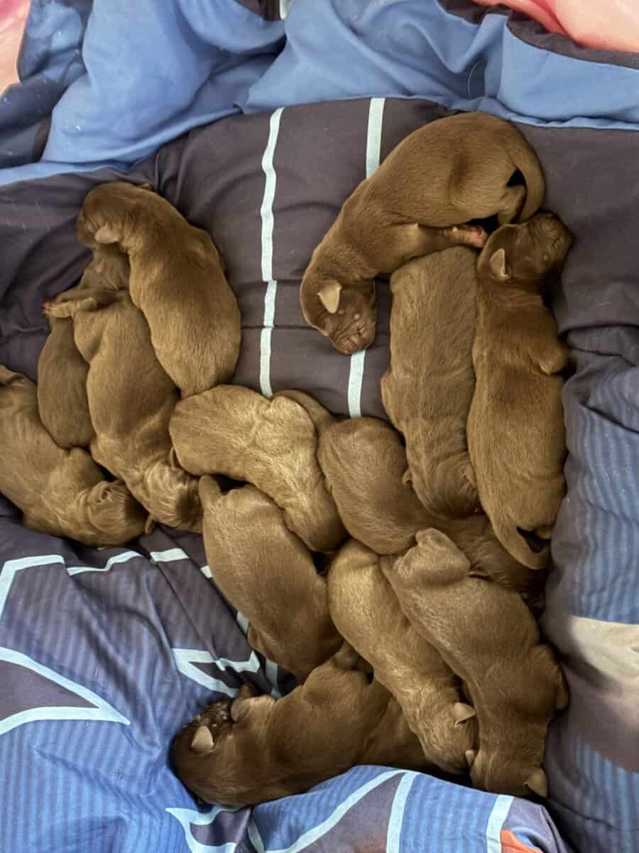 AKC registered chocolate lab puppies. image 2