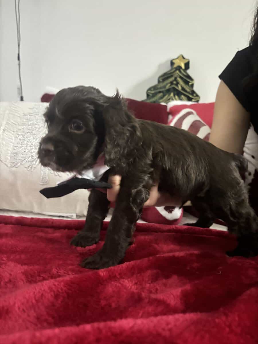 Three chocolate cocker spaniels (male) for sale image 2