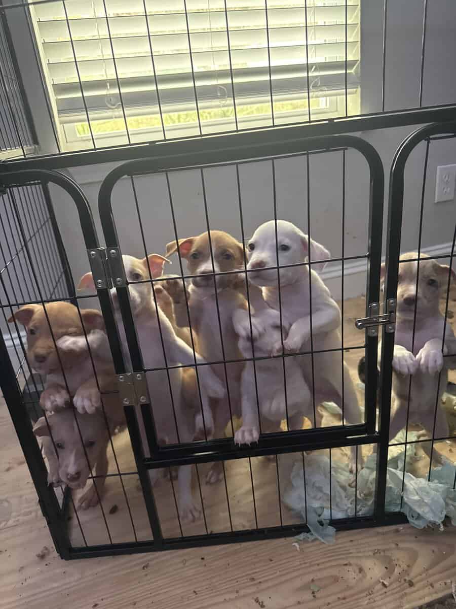 Pitbull puppies available Jan 7 image 1