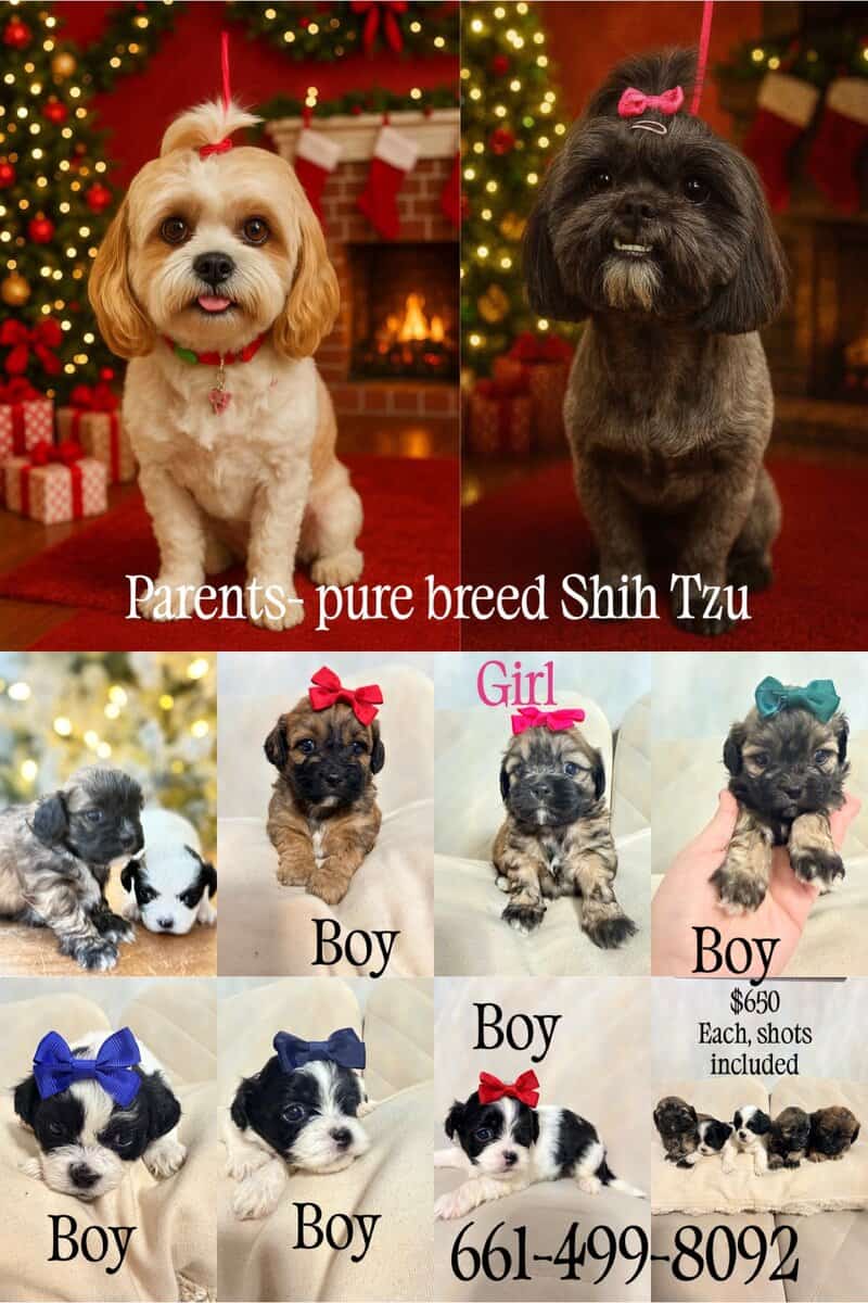 Shih Tzu Christmas-Ready Companions image 1