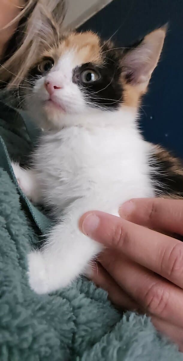 Kittens image 3