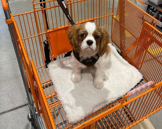 AKC Cavalier King Charles Spaniel Puppies Availabl image 9
