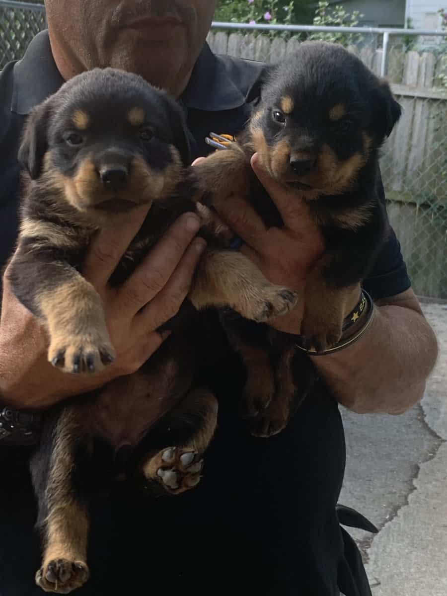 AKC GERMAN ROTTWEILER PUPPIES image 2
