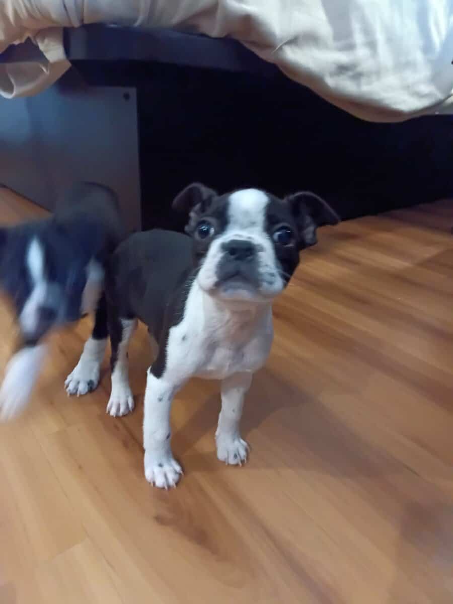 Boston Terrier Pup-Ready for Christmas! 🎄 image 7