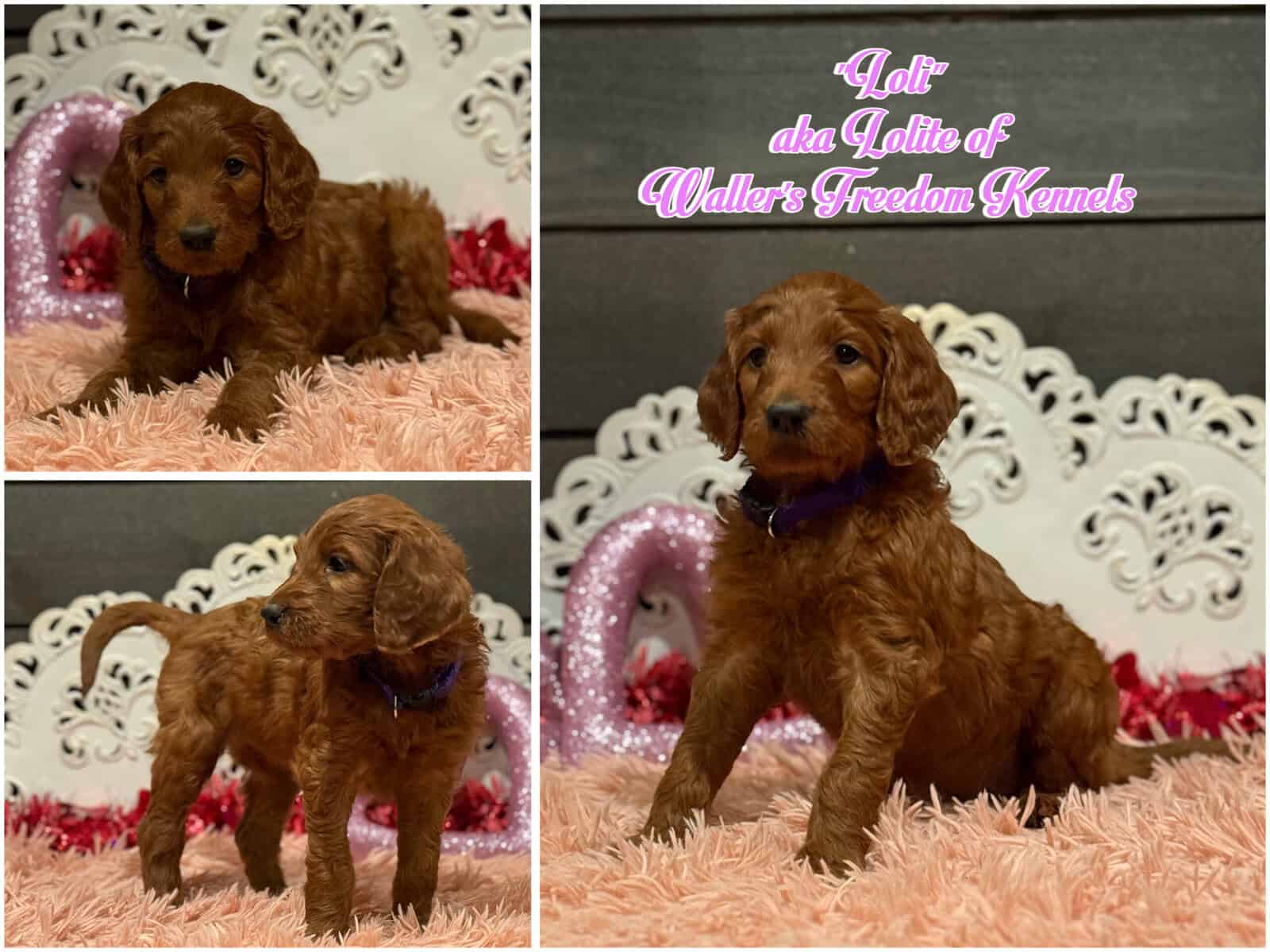Irish Golden Doodles image 5