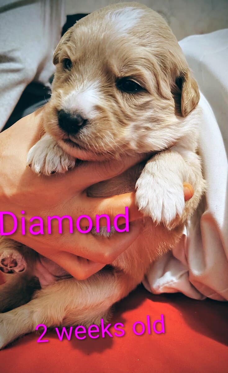Puppies for sale image 7