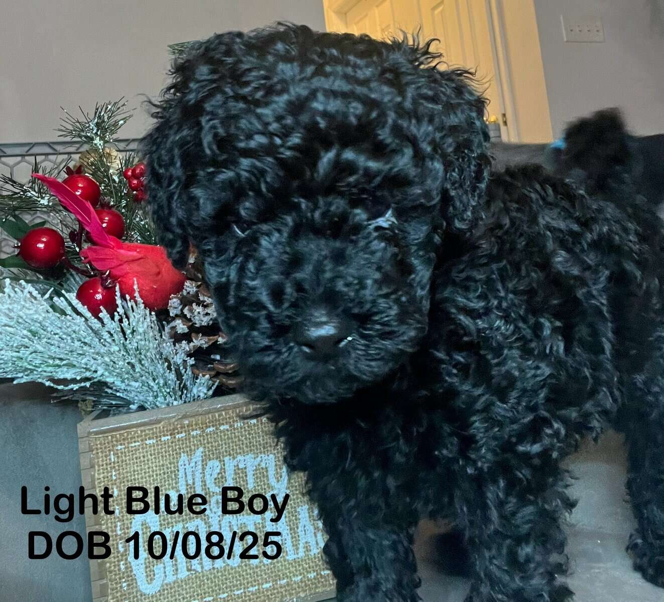 Micro Mini GoldenDoodles image 5