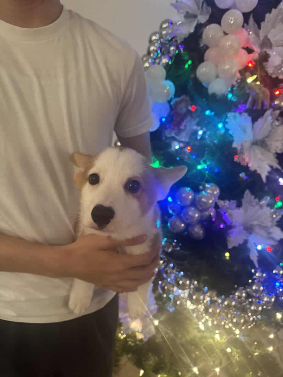 Adorable Corgi Puppies Ready for Loving Homes 🐾 image 6