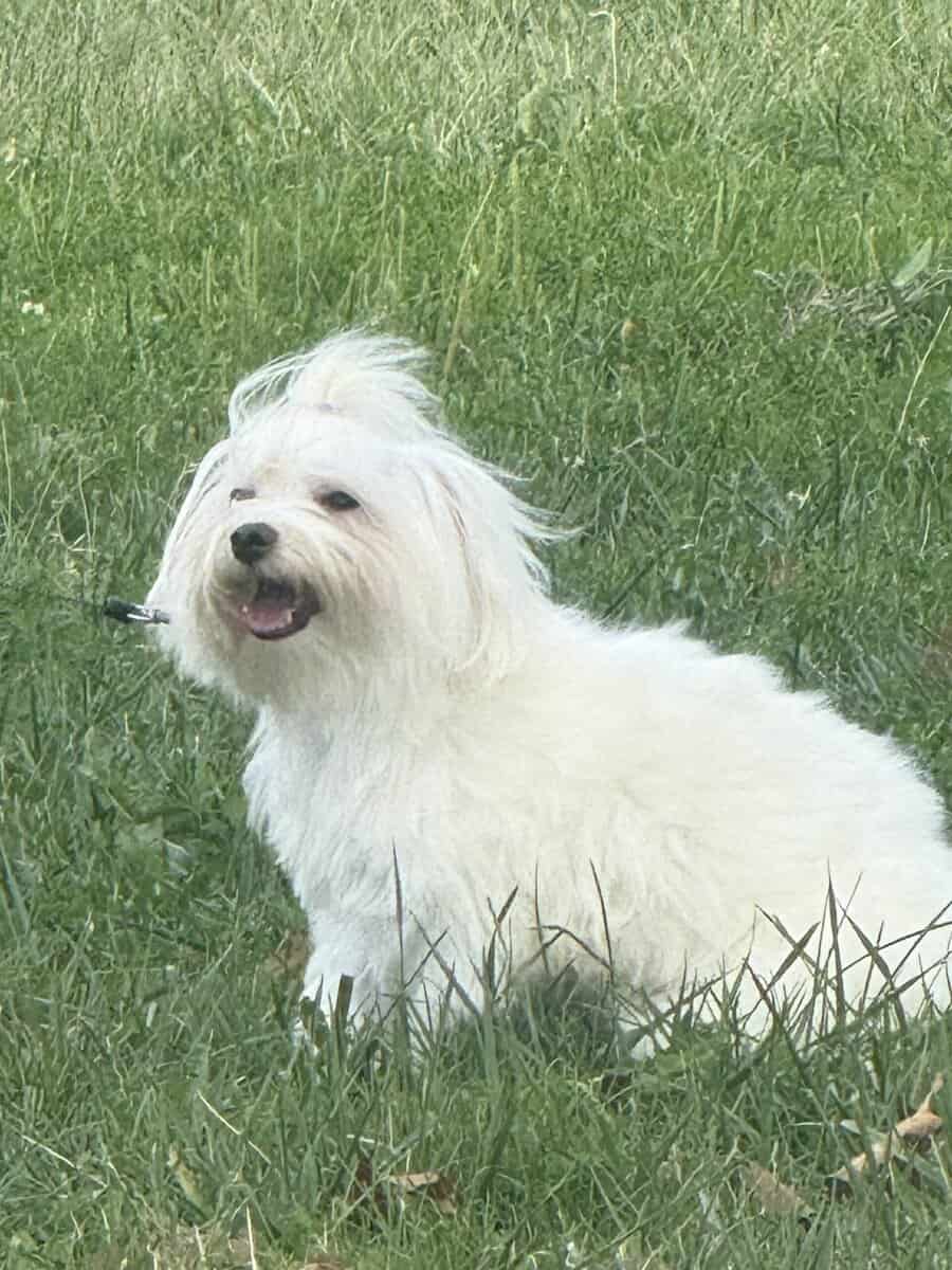 Playful and cuddly 12-month-old male Maltese image 3