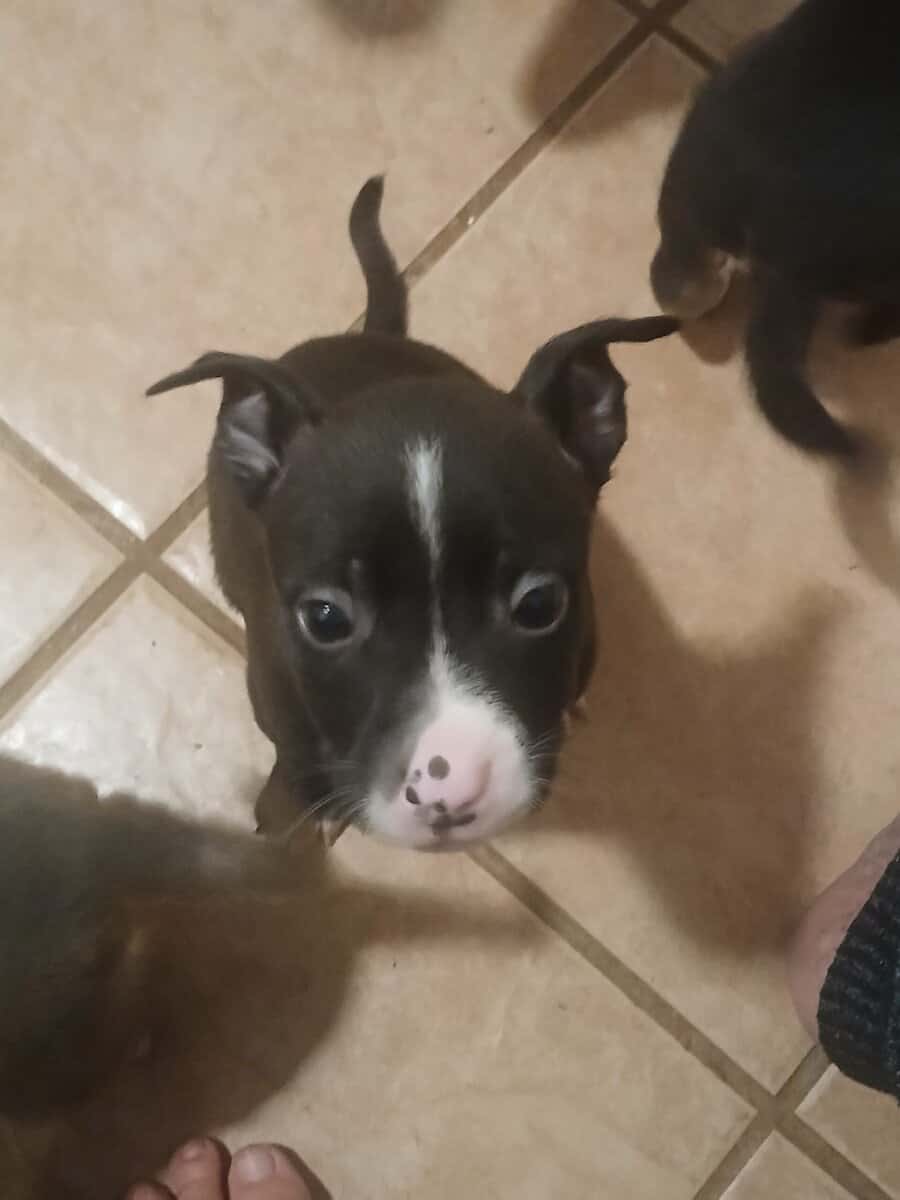 Puppies image 7