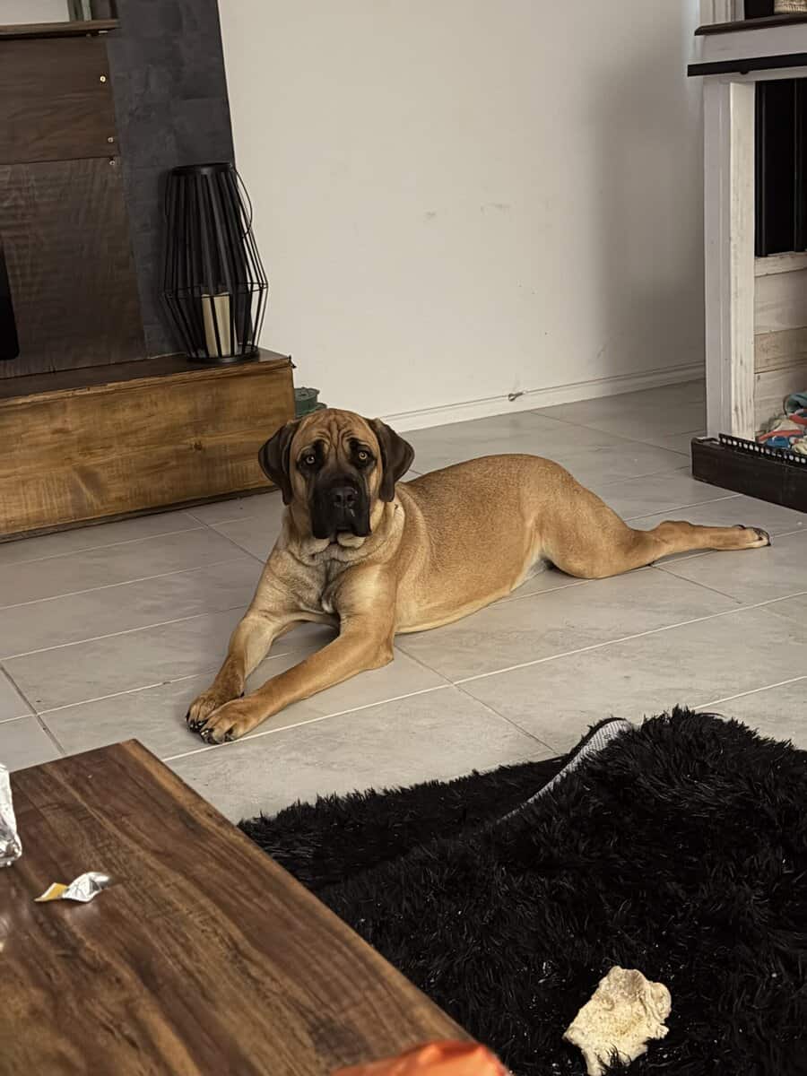 Cane Corso AKC image 1