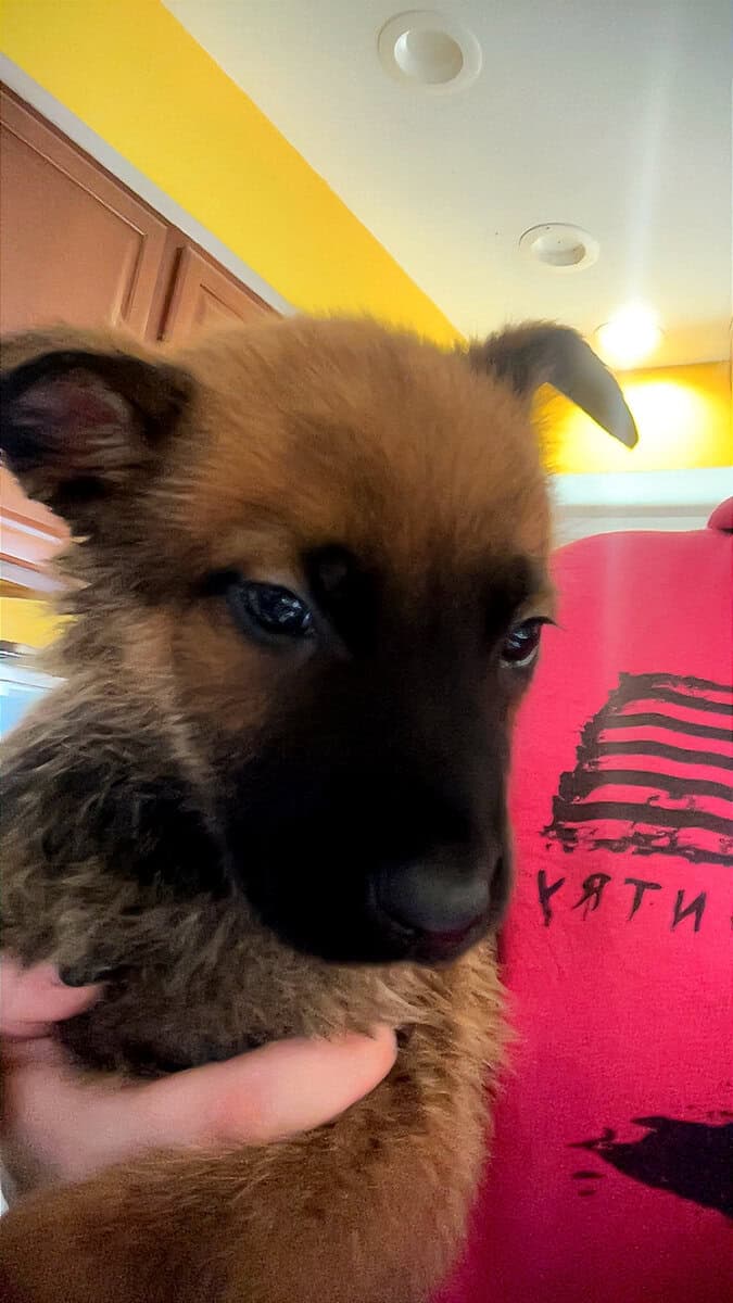 Malinois Pups ready for the holidays image 6