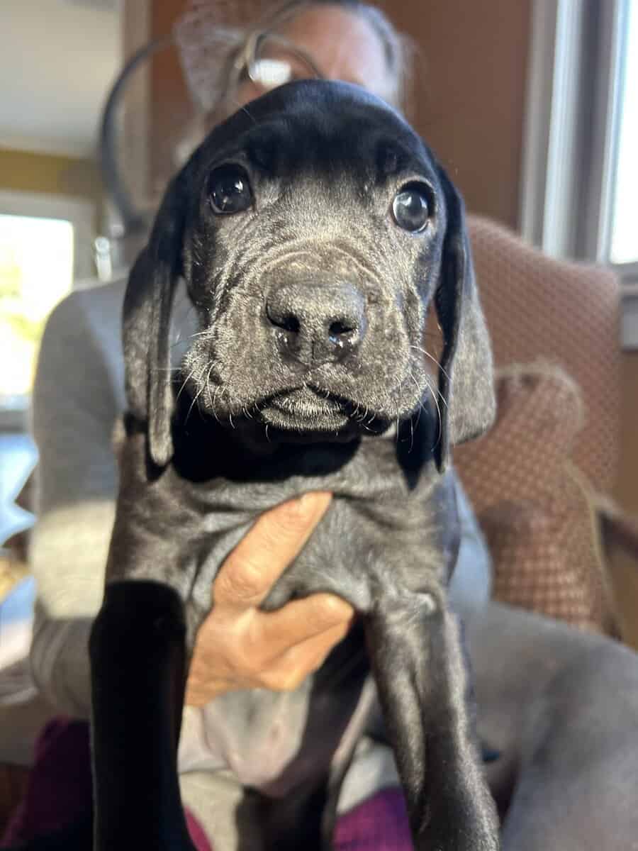 Boweimer pups image 7