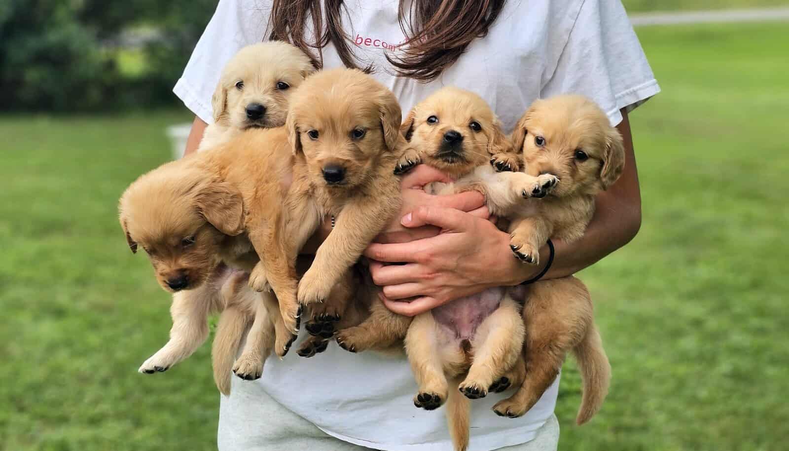 Puppy Boy image 2