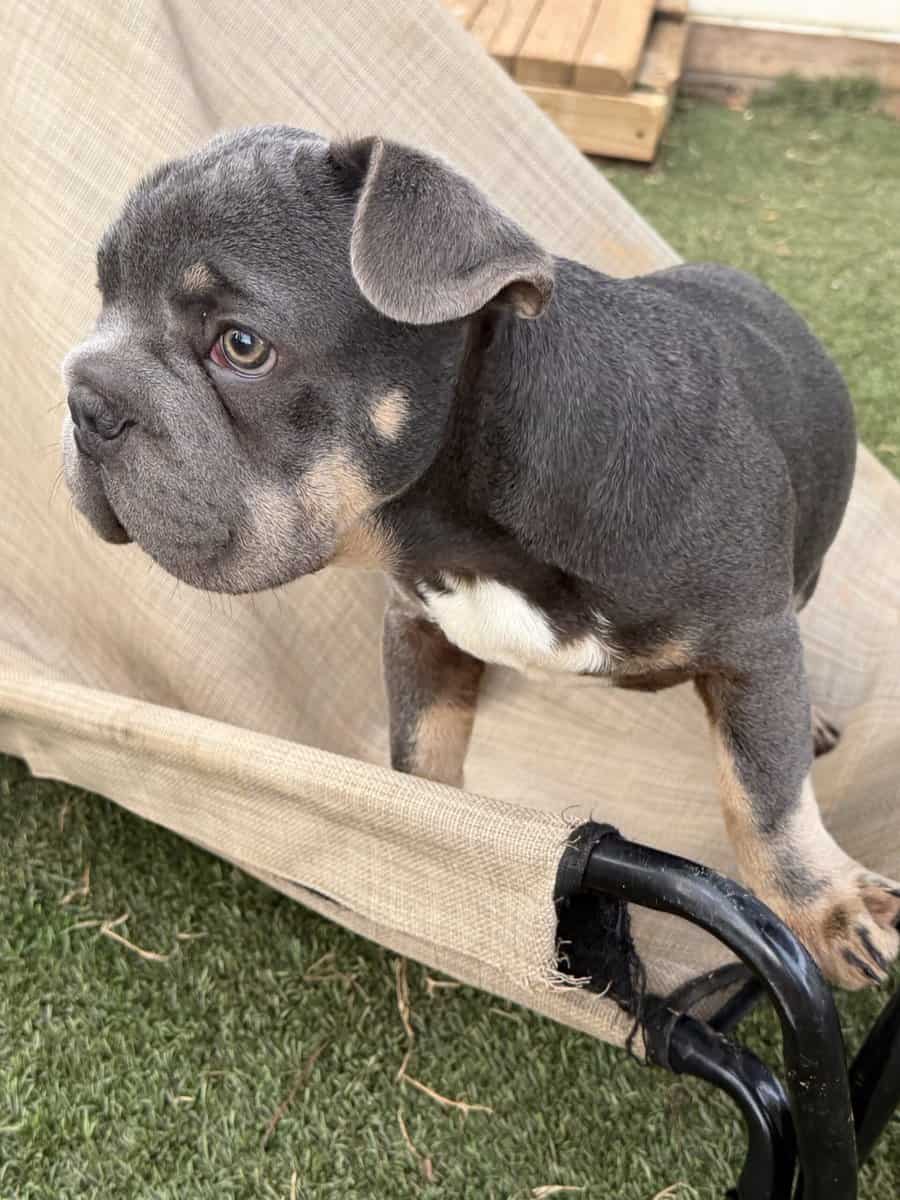 French Bulldog puppy Orange image 1