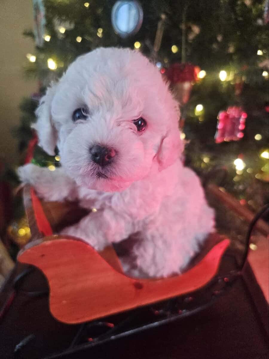 Bichon Maltipoo Puppies image 1