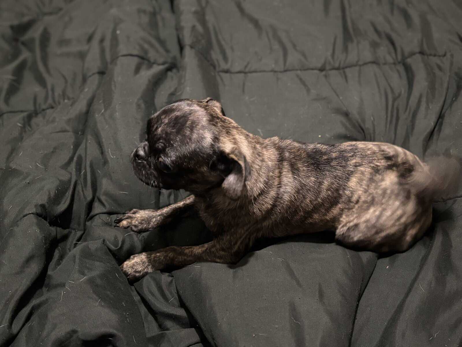 Needs a Forever Home image 3