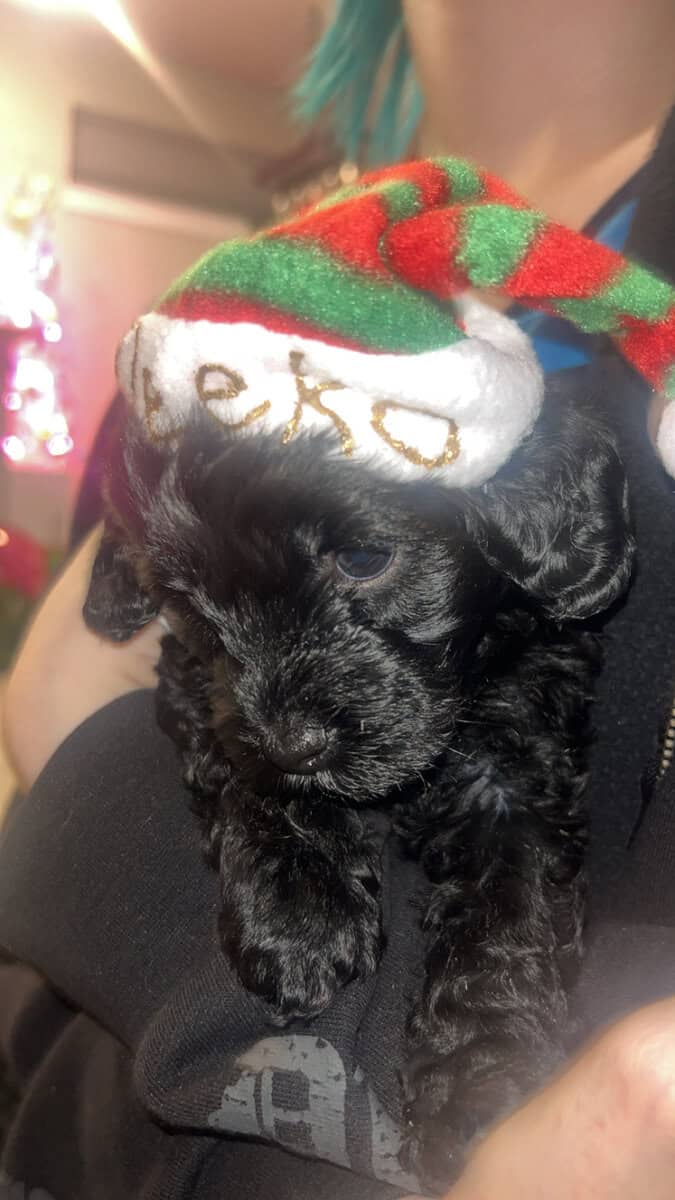 Tiny Doodle Puppies for Christmas in Iowa image 21