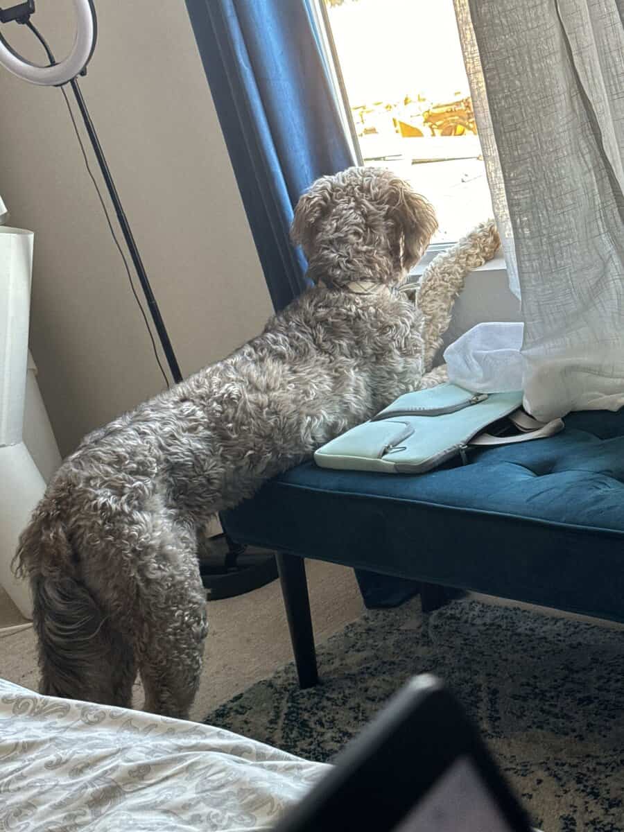 Stunning 3-Year-Old Goldendoodle | Calm & Loving image 5