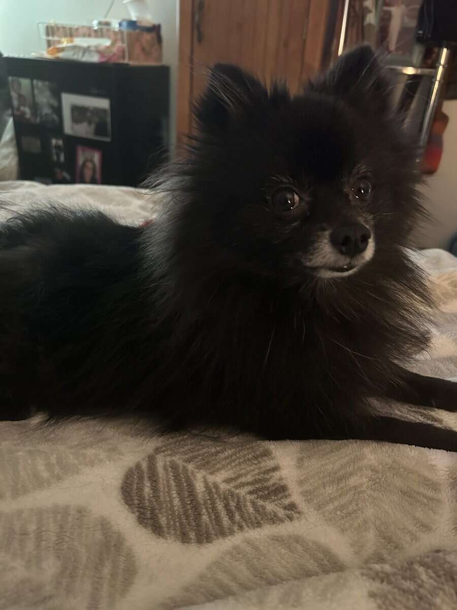 Pomeranian image 13