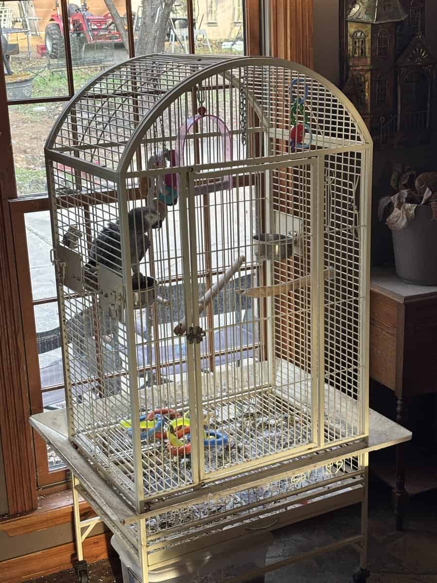 SOLD African Grey Parrot and Cage image 1