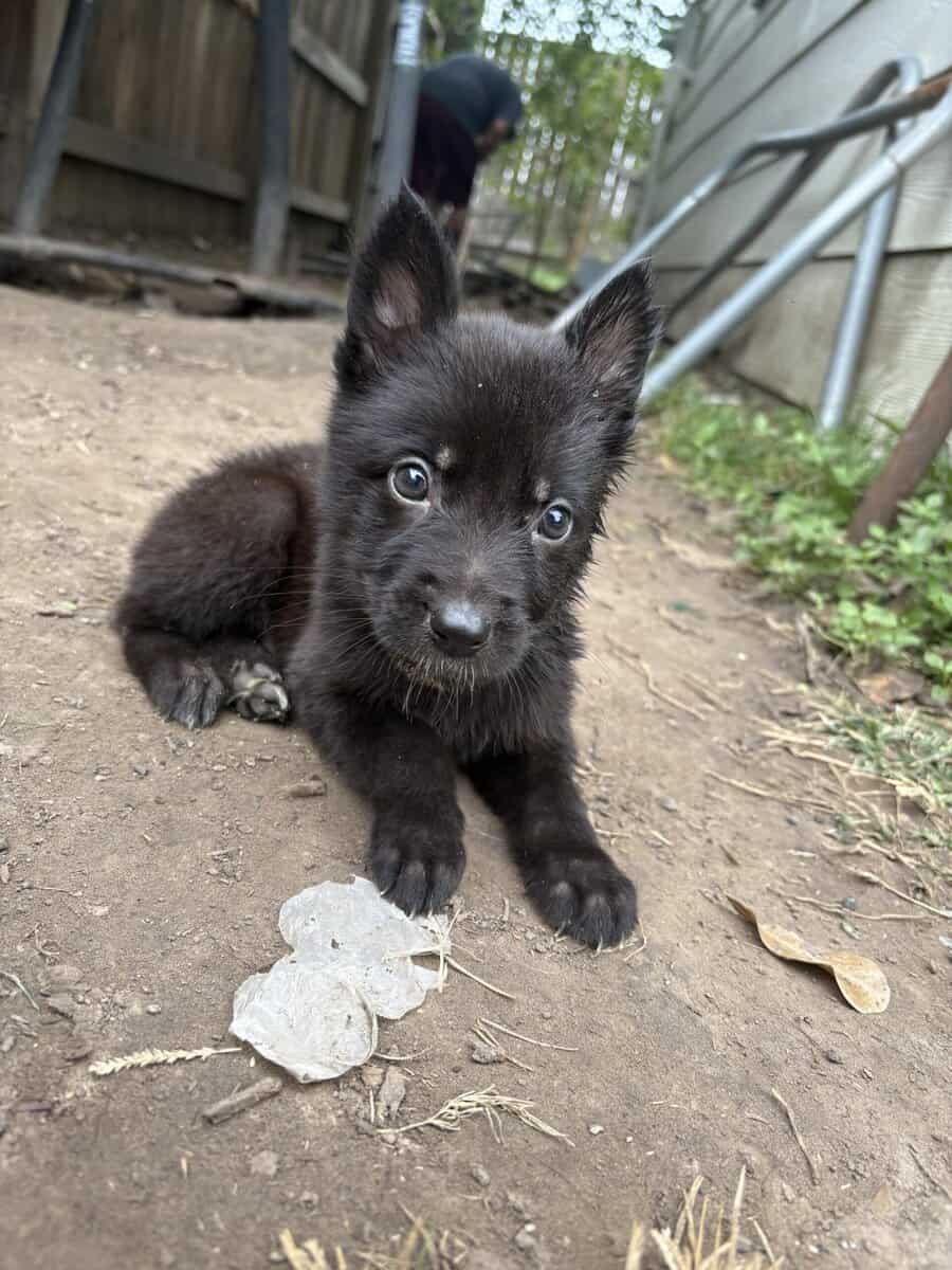 German shepherd puppies image 1