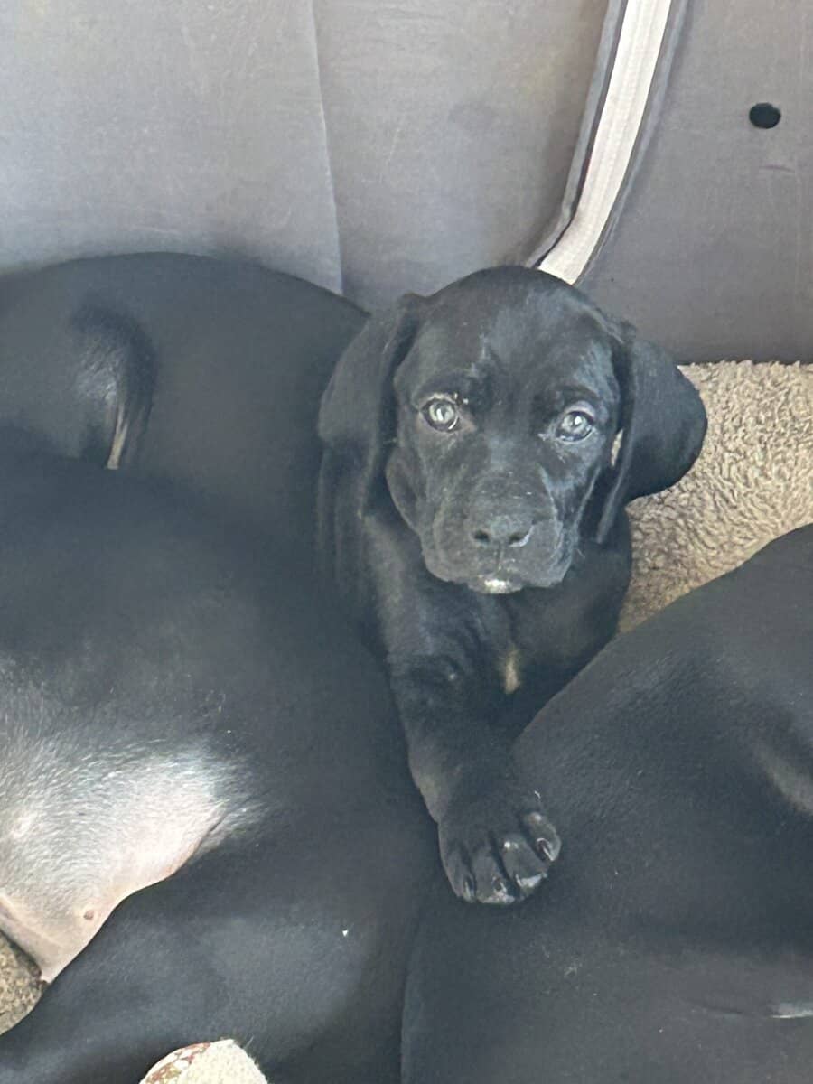 Boweimer pups image 17
