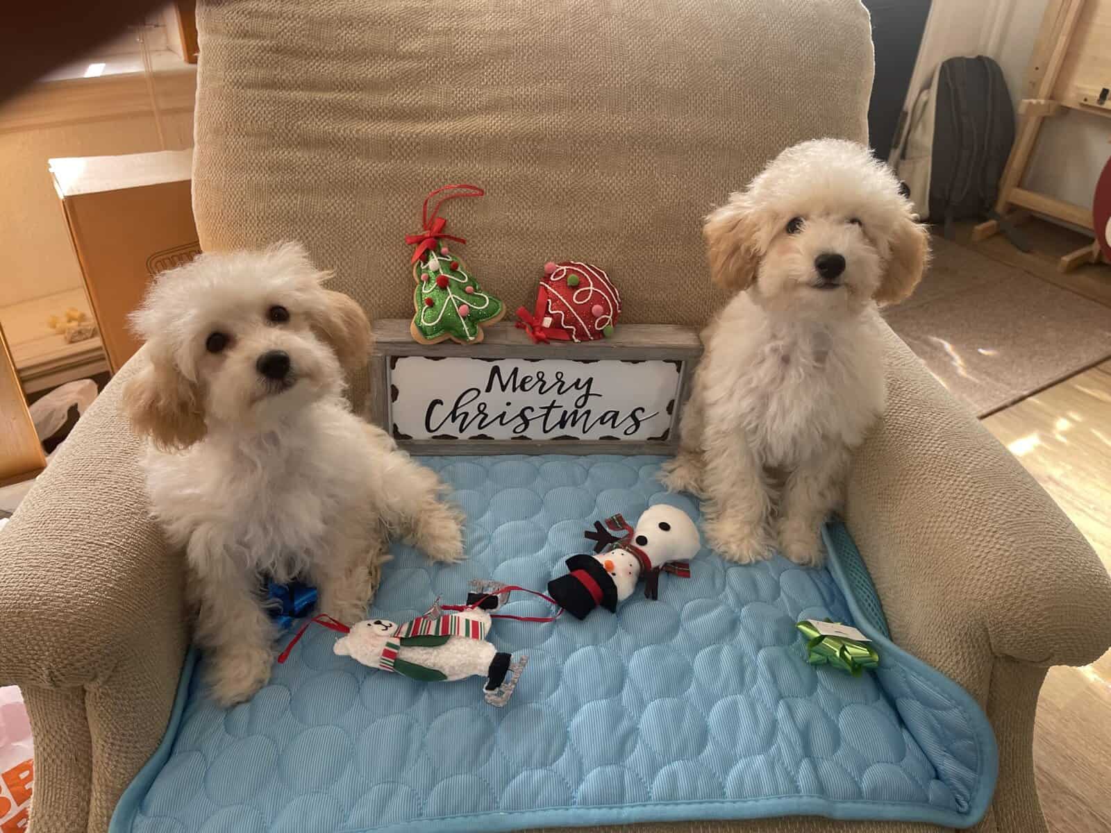 Miniature Poodle image 1