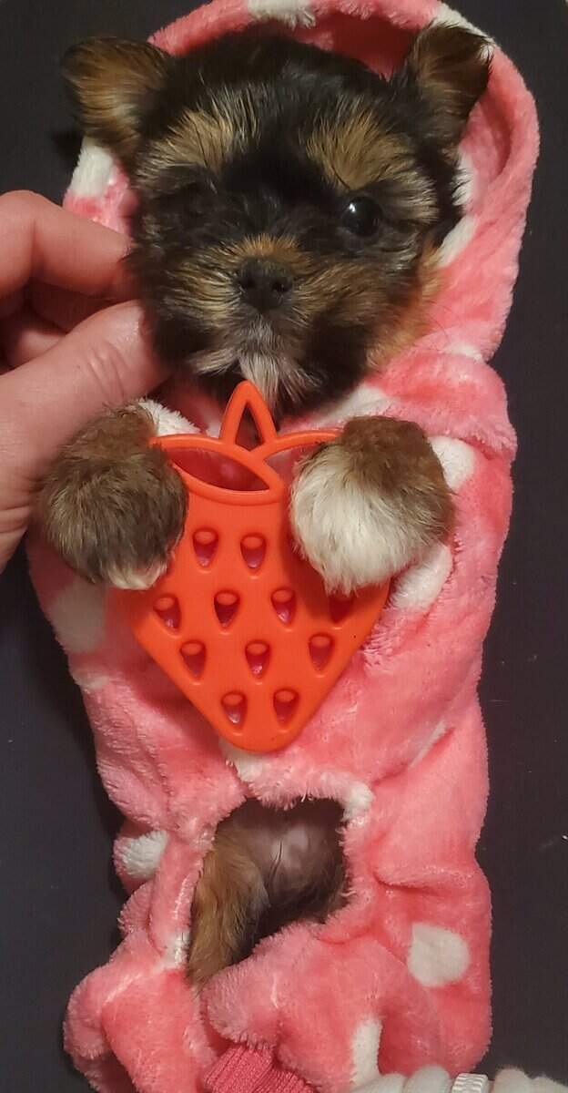 Teacup Yorkie Babygirl image 1
