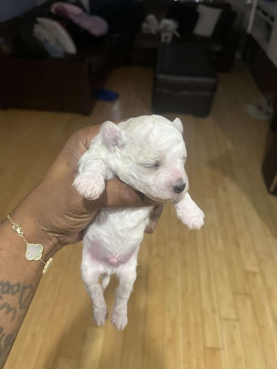 Maltese puppies for sale image 4