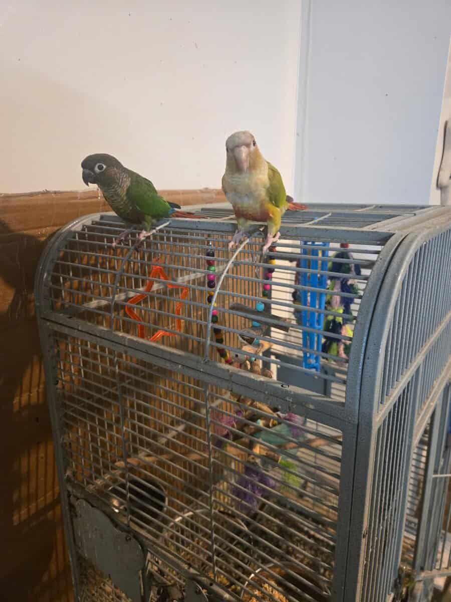 2 Pineapple & Green Cheek Conures for Sale image 2