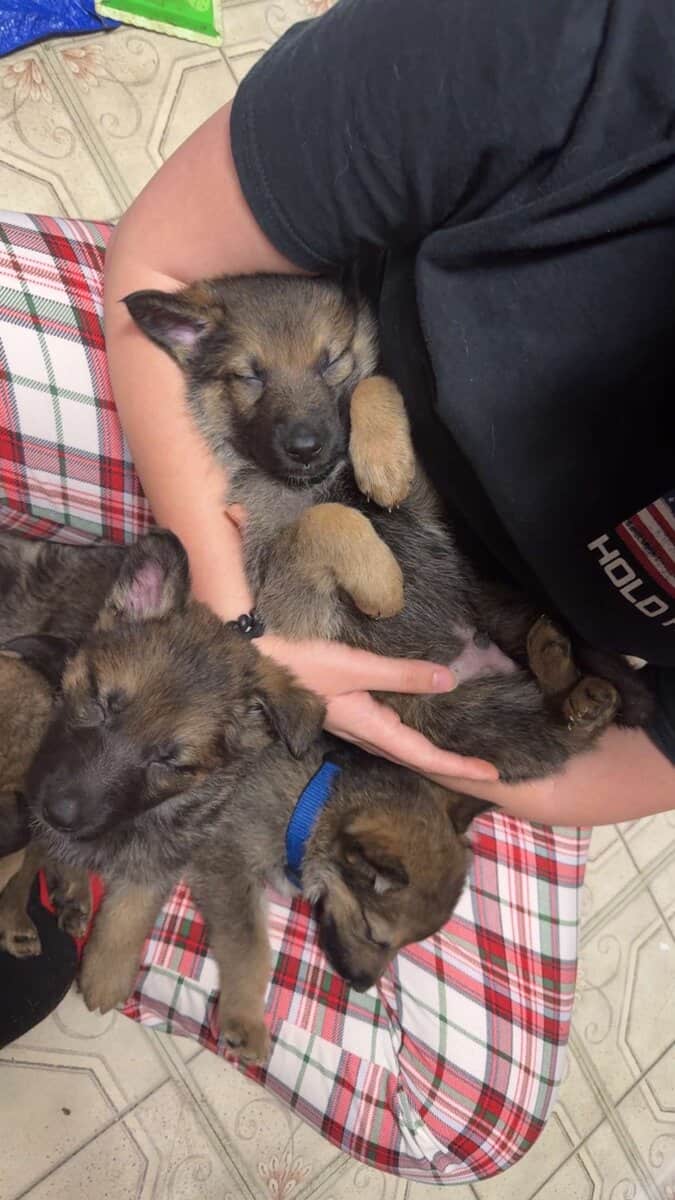 German shepherd puppies for sale image 2