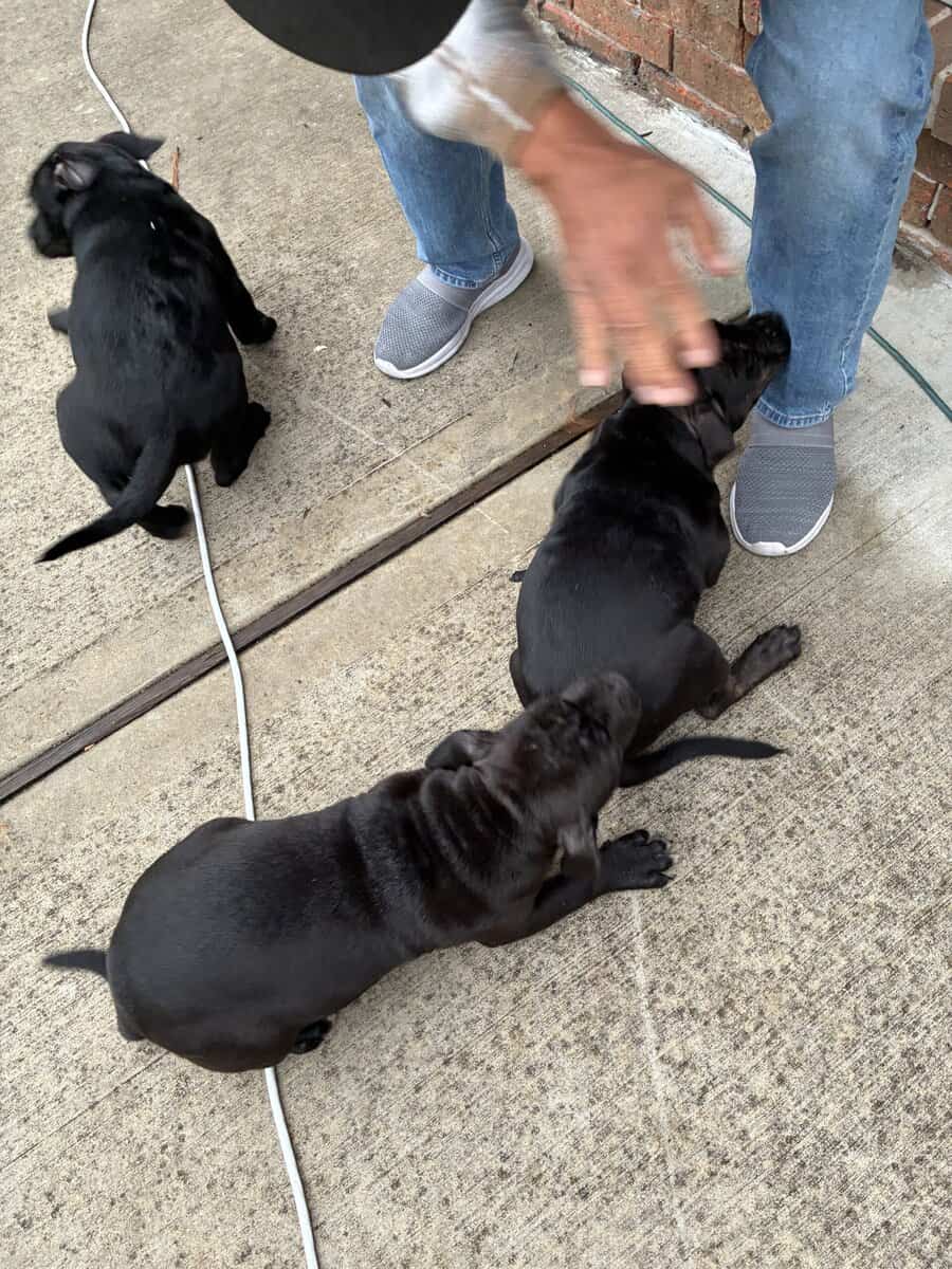 Bully Pups image 3
