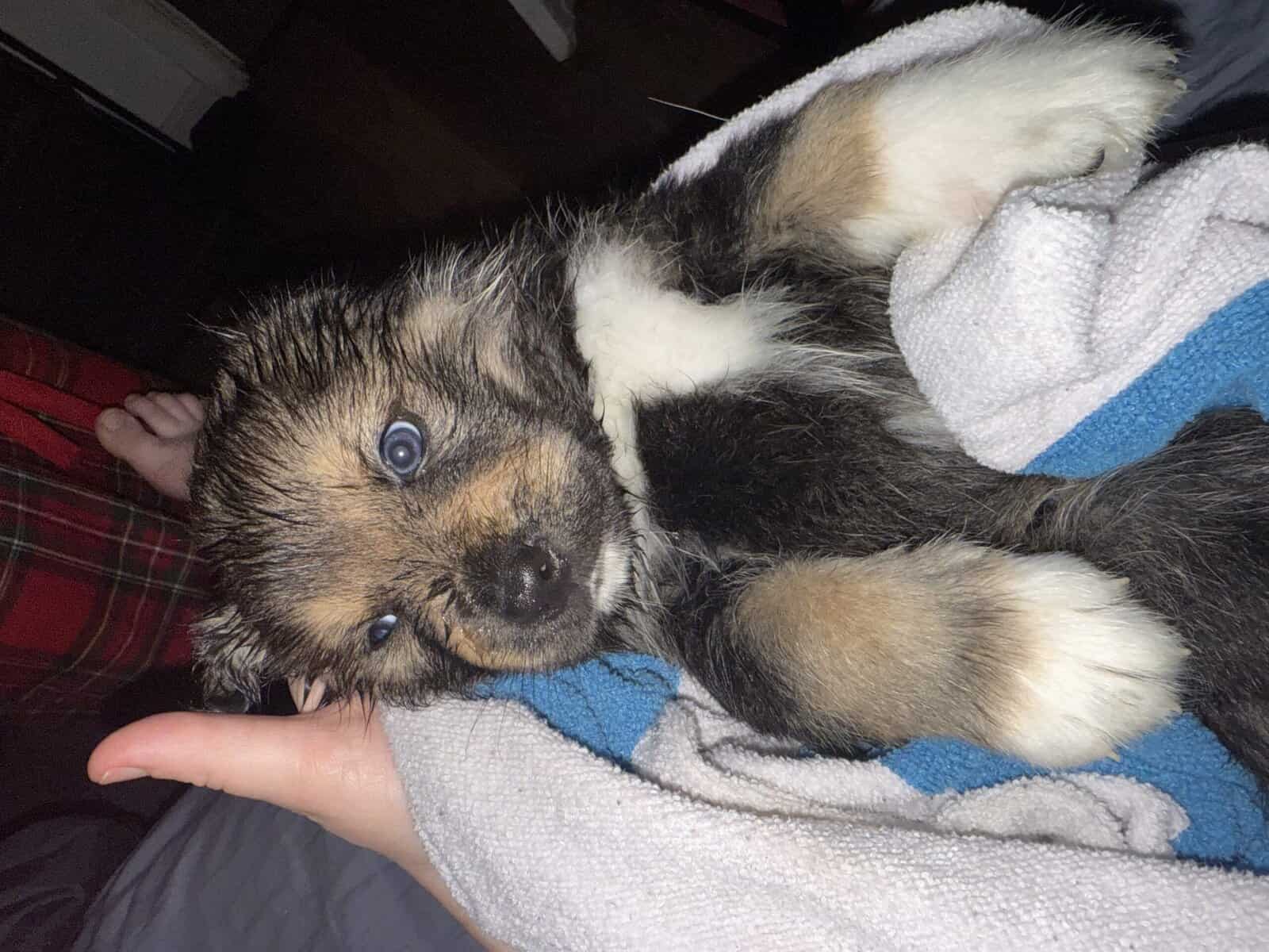 Rot/alaskan husky mix image 3