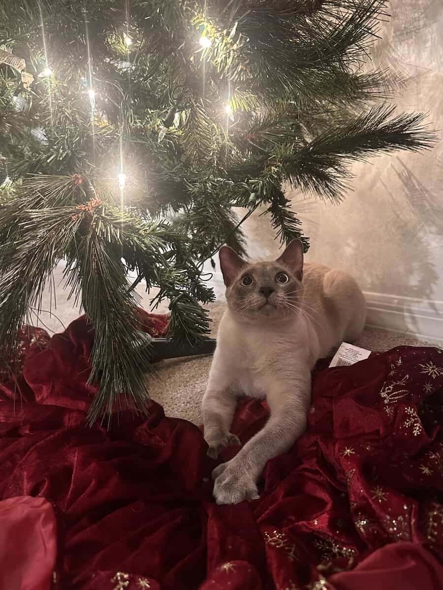 Blue Point Siamese for sale image 8