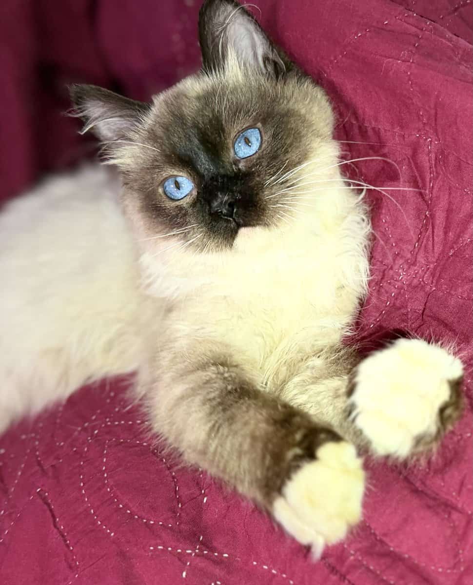 Pure Breed Rag doll Fig Newton kitten image 3