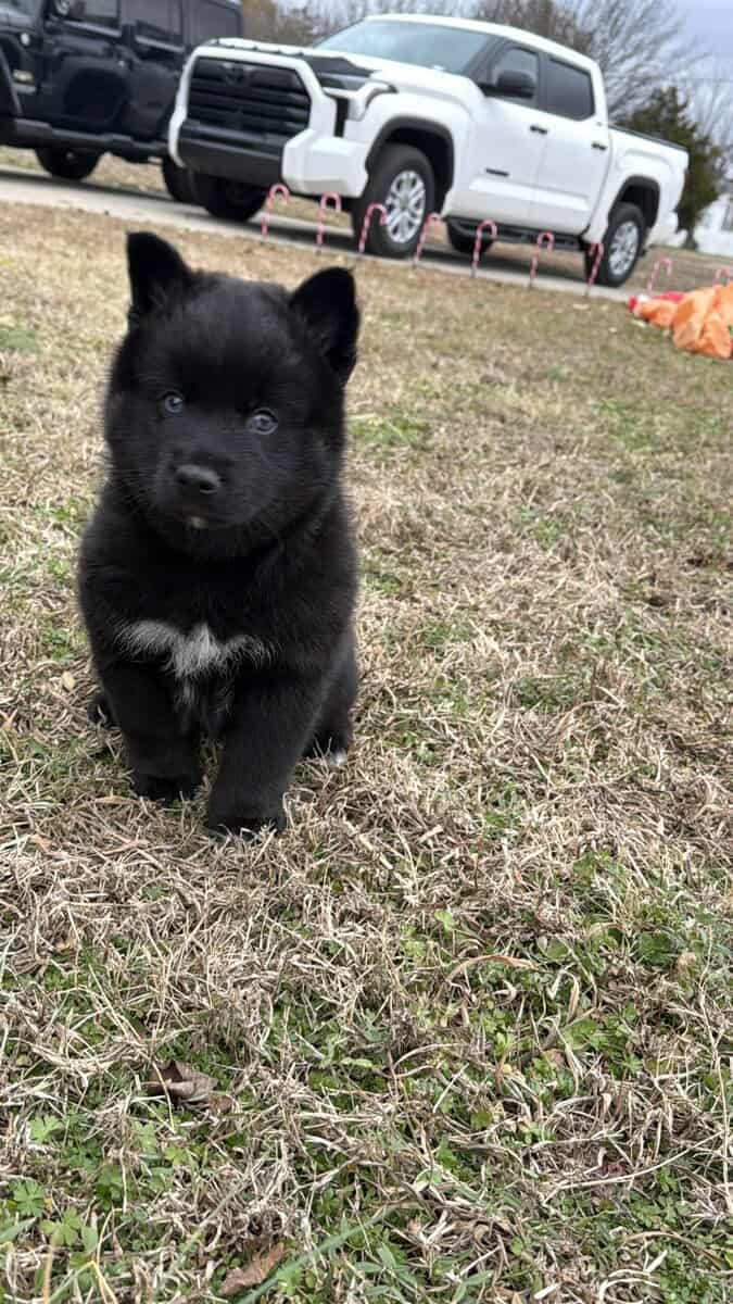 Artur the Pomsky image 3