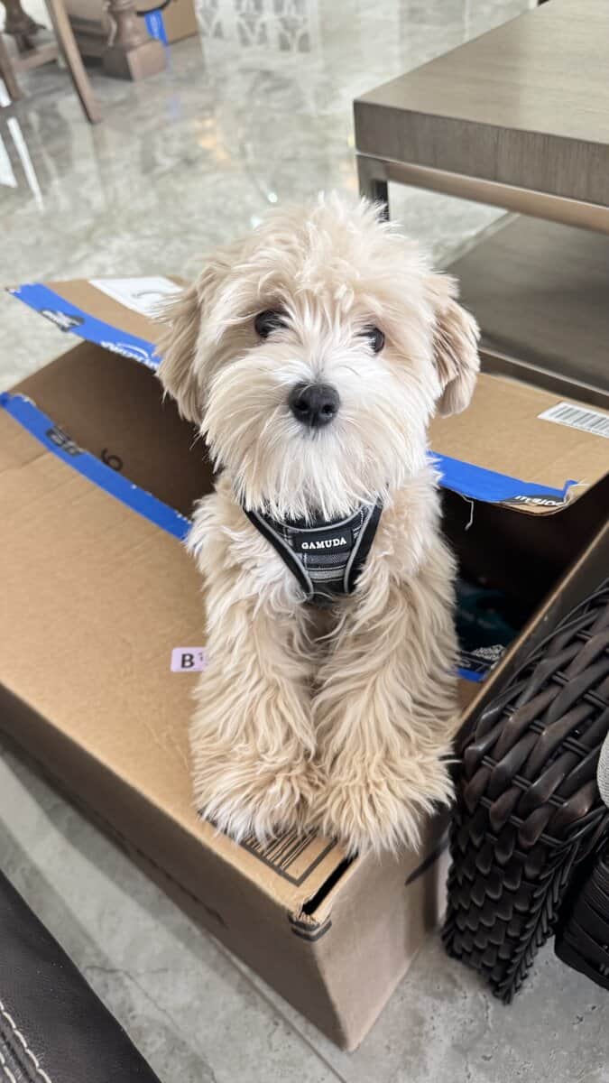 Milo a 8 mo. old male Maltipoo image 1