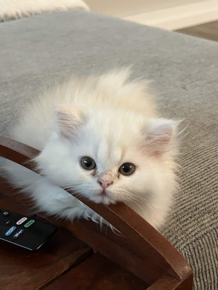 Two cats female and male 6 months old Persian image 10