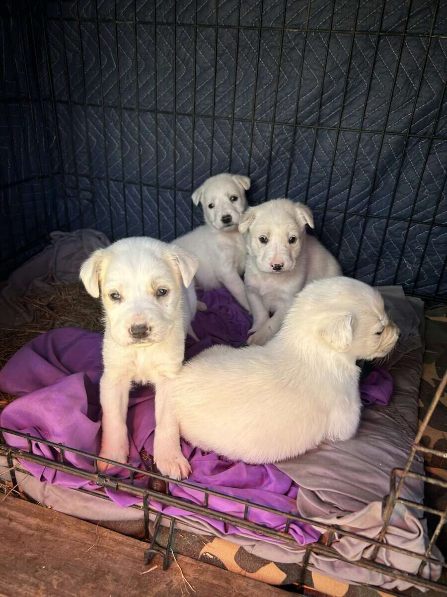 Great Pyrenees Puppies image 1