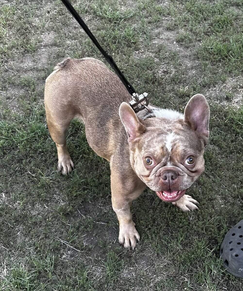 Female French bulldog Frenchie image 3