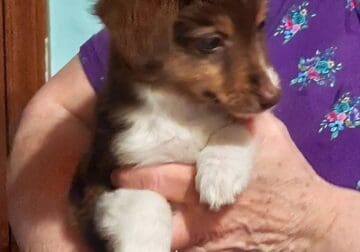 TOY Australian Shepherd – ROXIE