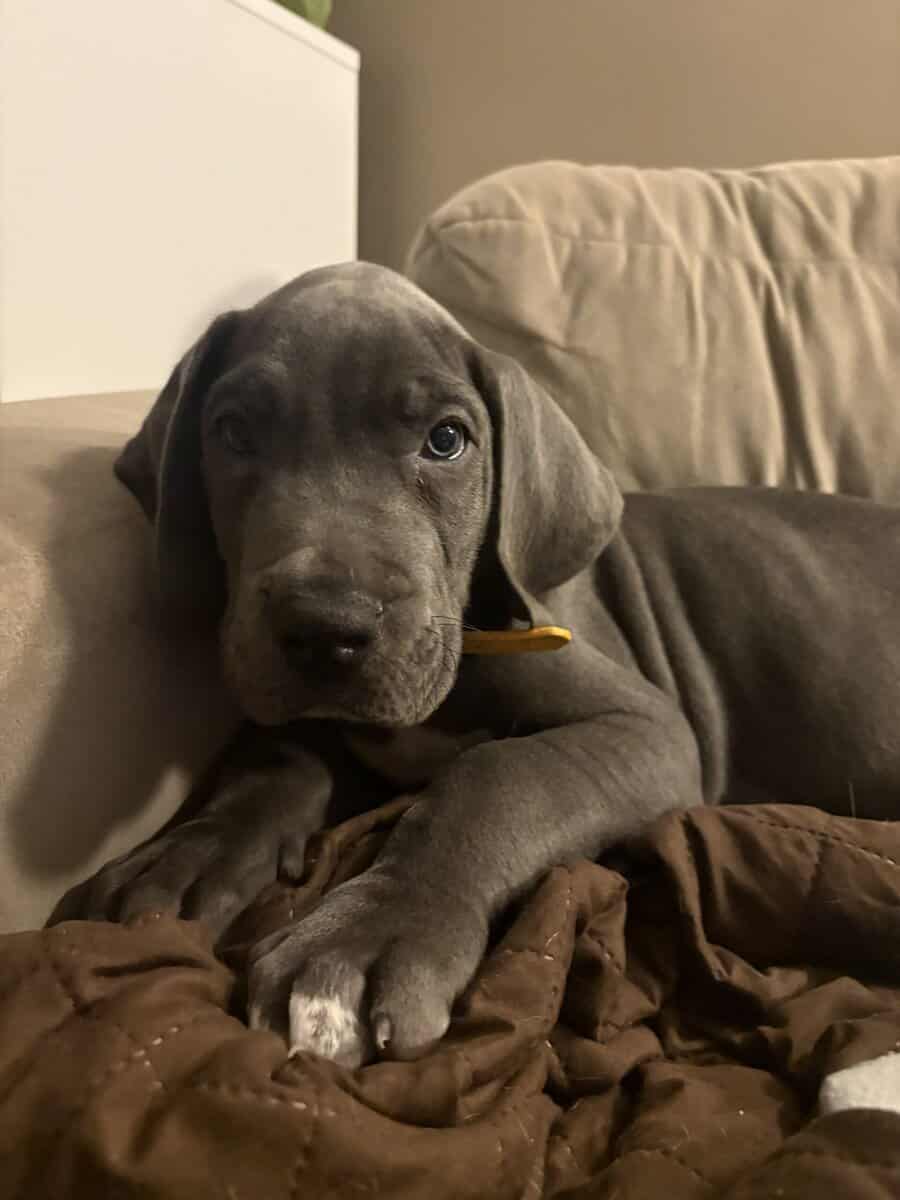 Great Dane puppy looking for forever Home image 2