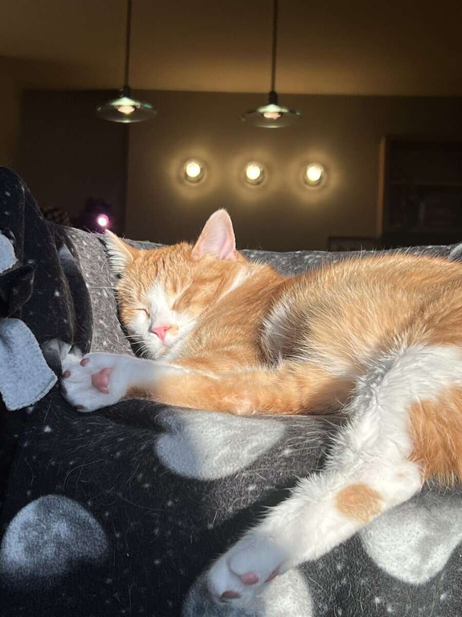 Orange Tabby for adoption image 4