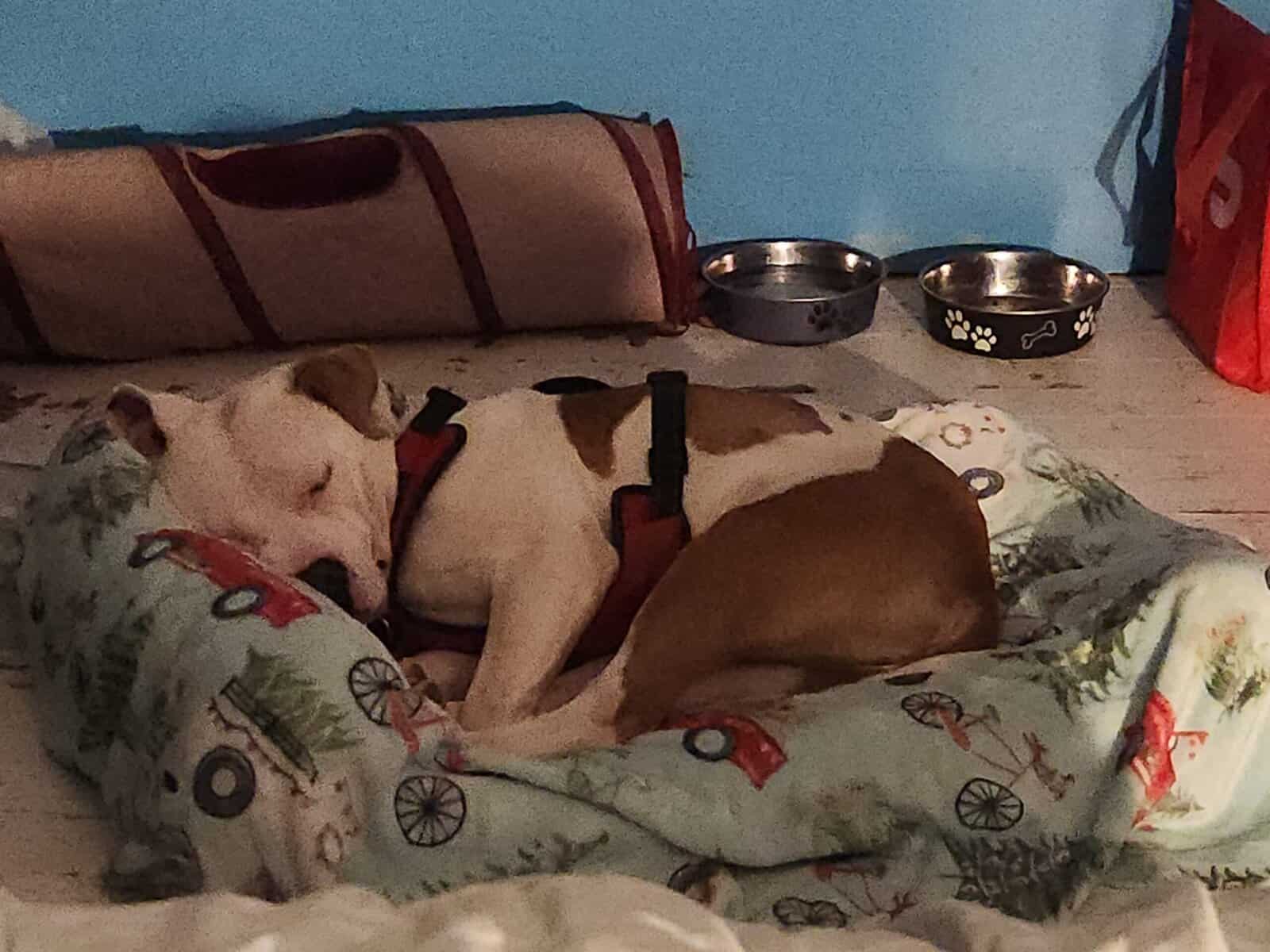 2 year old American Pit Bull Terrier image 2