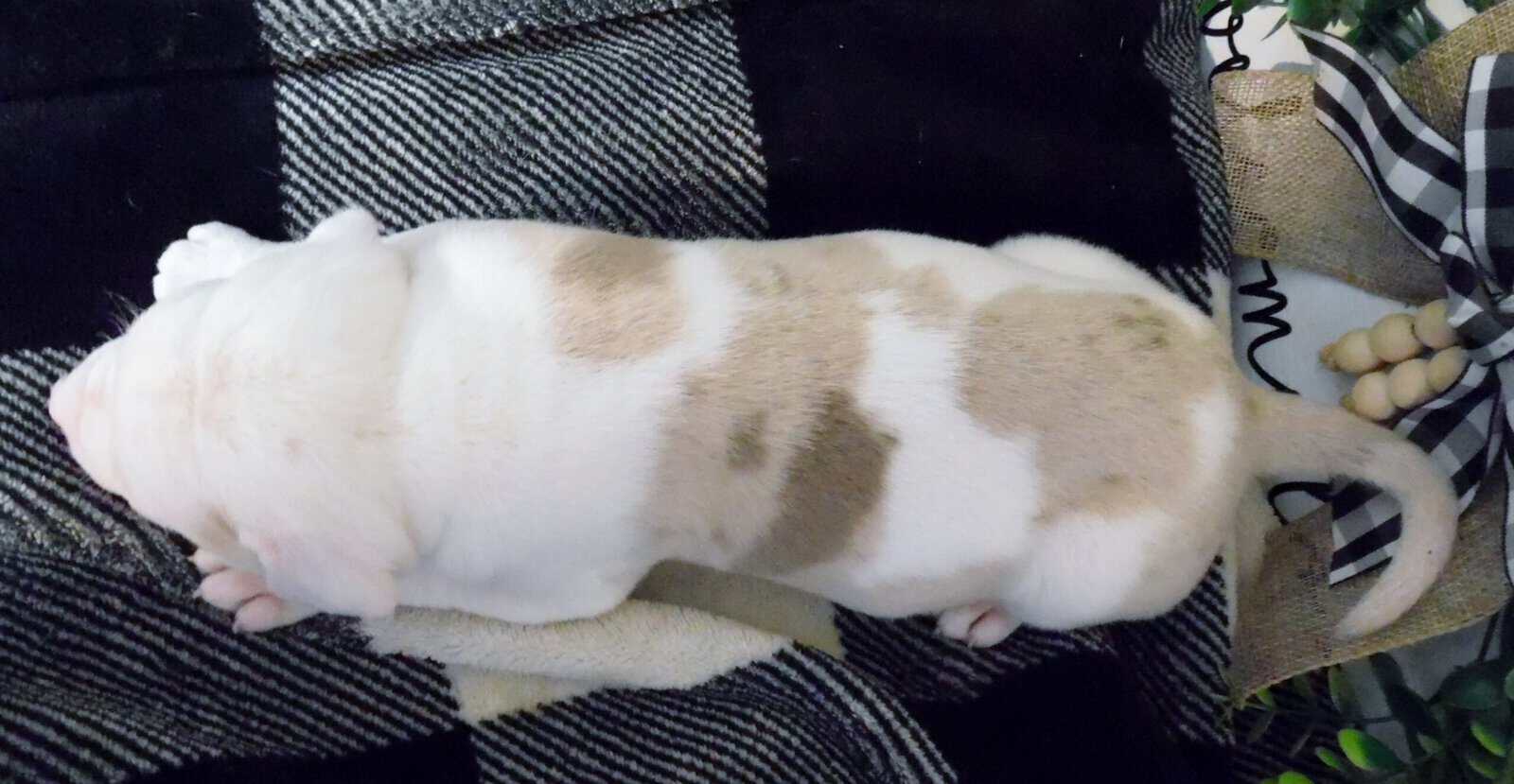 American Pitbull Terrier Mix Puppies image 5