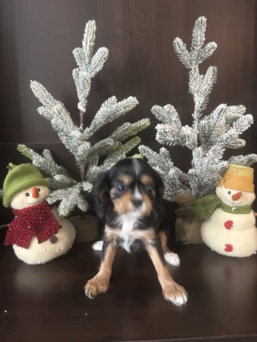 Cavalier King Charles image 4